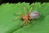 muisspin (drassodes cupreus) 5-2012 8485